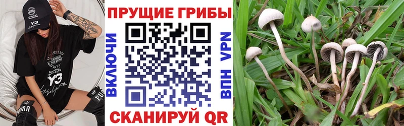 Галлюциногенные грибы Psilocybine cubensis  Купить  Челябинск 